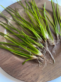 Jungle Val - 6 Plants - Jungle Vallisneria Live Aquarium Freshwater Plants