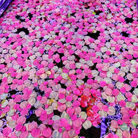 Red Root Floater - 10+ Plants - Phyllanthus Fluitans Live Floating Aquarium Plant