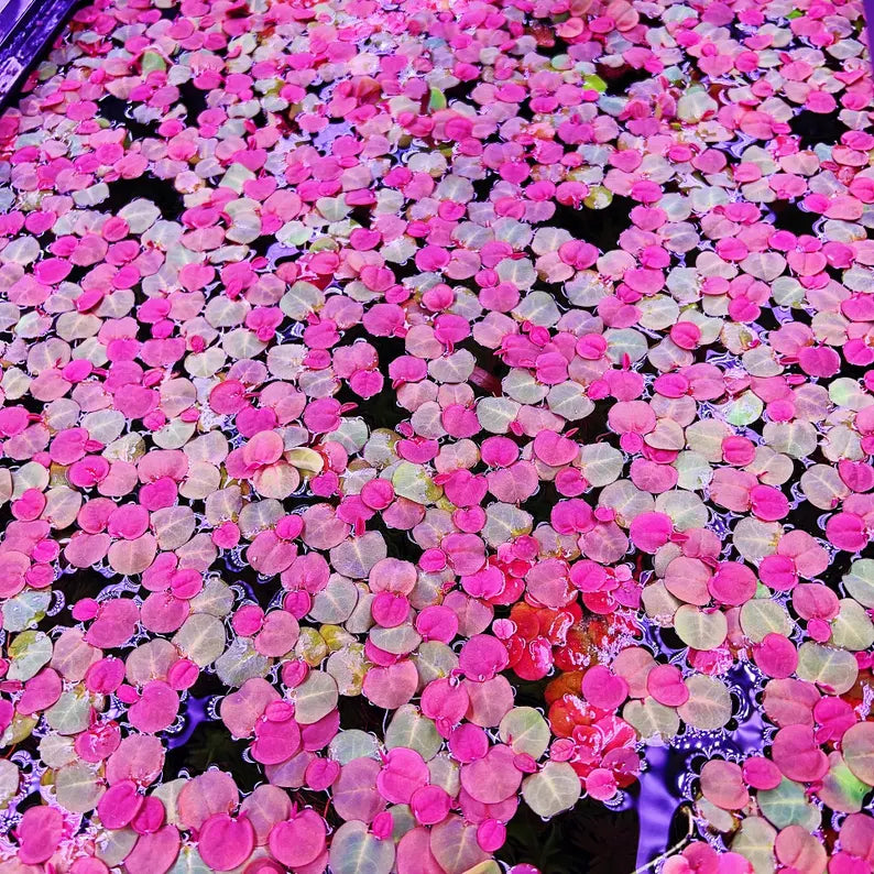 Red Root Floater - 10+ Plants - Phyllanthus Fluitans Live Floating Aquarium Plant