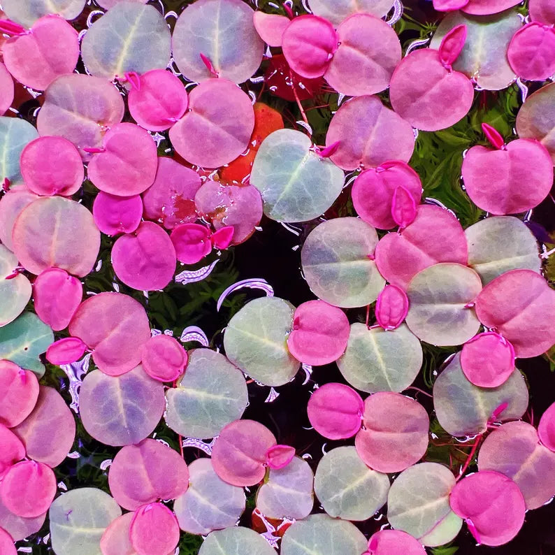 Red Root Floater - 10+ Plants - Phyllanthus Fluitans Live Floating Aquarium Plant
