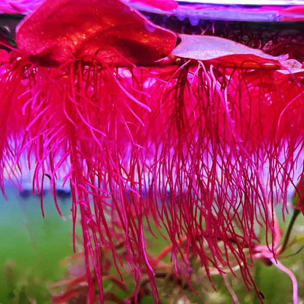 Red Root Floater - 10+ Plants - Phyllanthus Fluitans Live Floating Aquarium Plant