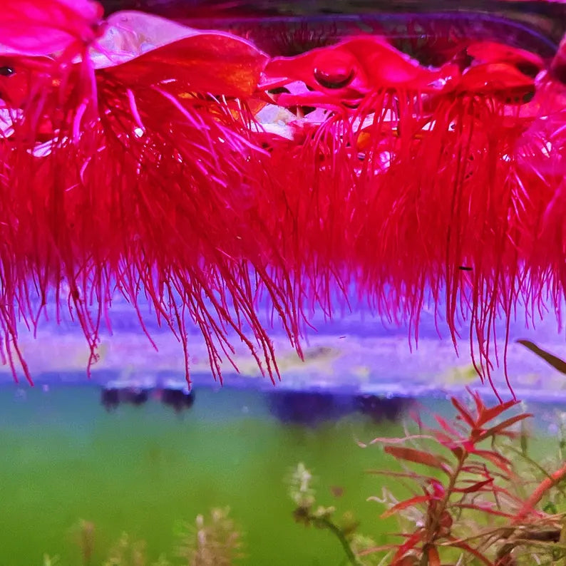 Red Root Floater - 10+ Plants - Phyllanthus Fluitans Live Floating Aquarium Plant
