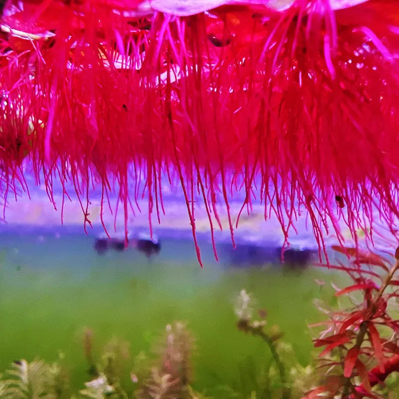 Red Root Floater - 10+ Plants - Phyllanthus Fluitans Live Floating Aquarium Plant