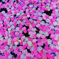 Red Root Floater - 10+ Plants - Phyllanthus Fluitans Live Floating Aquarium Plant