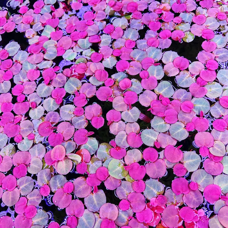 Red Root Floater - 10+ Plants - Phyllanthus Fluitans Live Floating Aquarium Plant