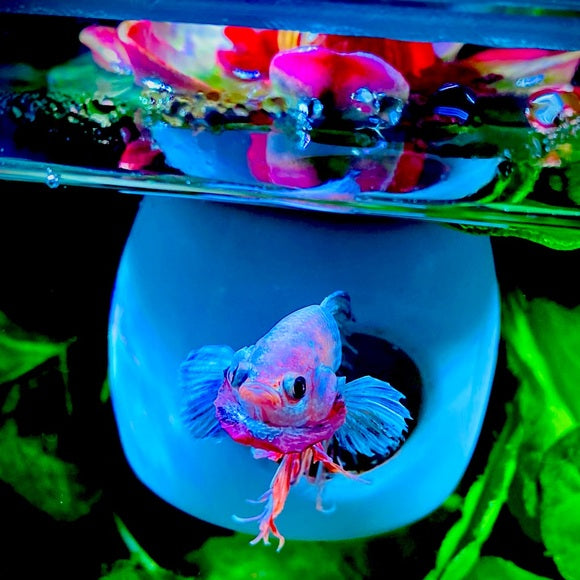 Betta Fish Floating Hideout
