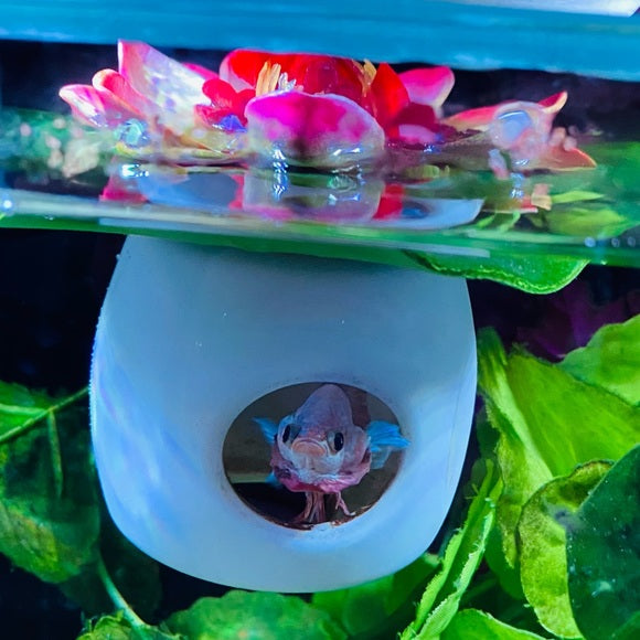Betta Fish Floating Hideout