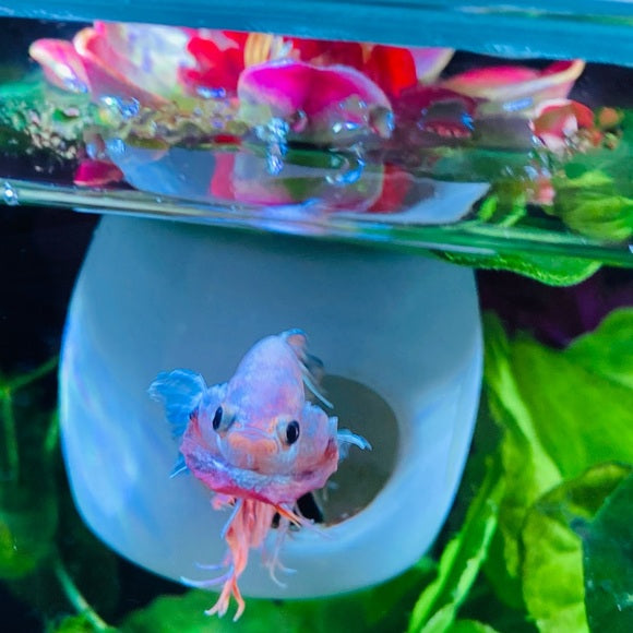 Betta Fish Floating Hideout