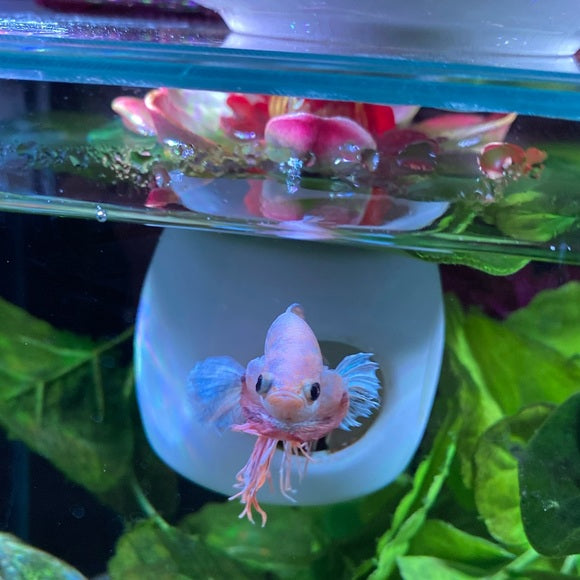 Betta Fish Floating Hideout