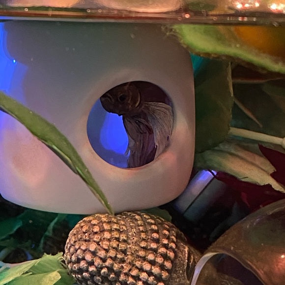 Betta Fish Floating Hideout