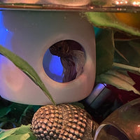 Betta Fish Floating Hideout
