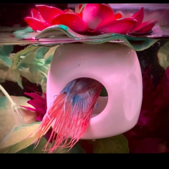 Betta Fish Floating Hideout