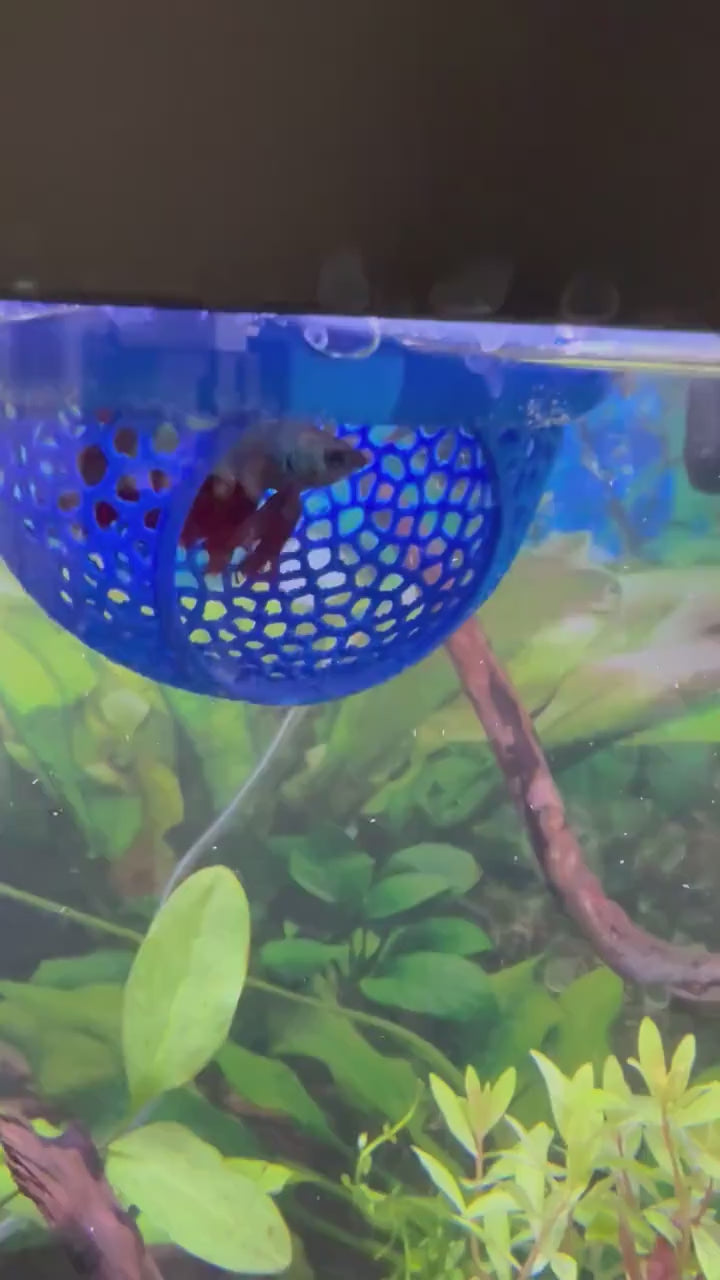 Betta Fish Rest Hammock