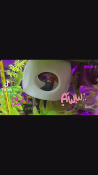 Betta Fish Floating Hideout