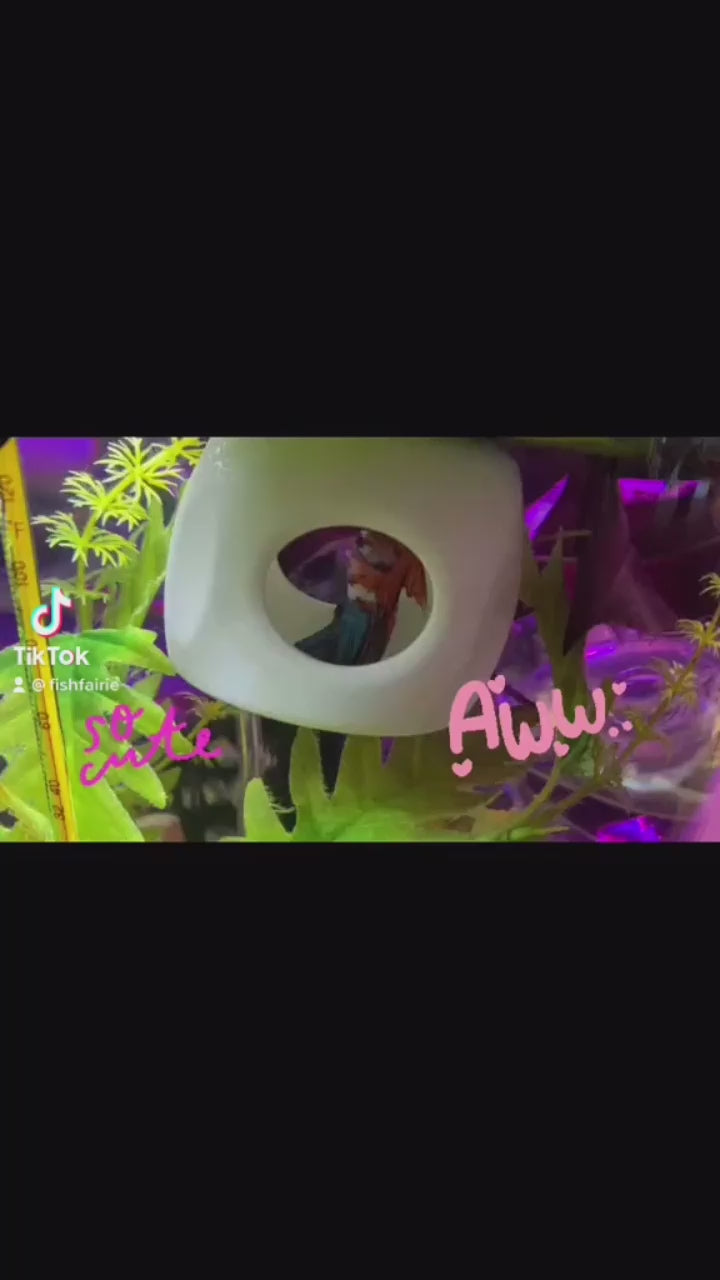 Betta Fish Floating Hideout