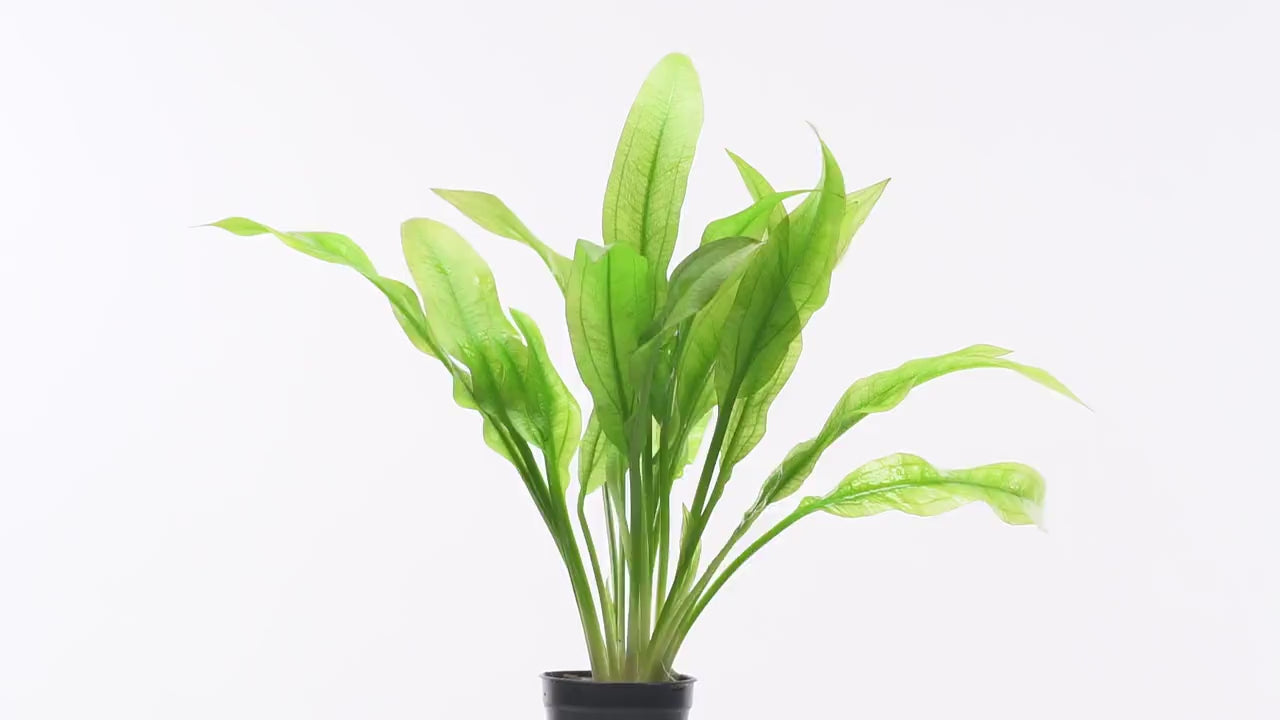 Amazon Sword - Echinodorus Bleheri x3 Plants - Live Aquarium Plant