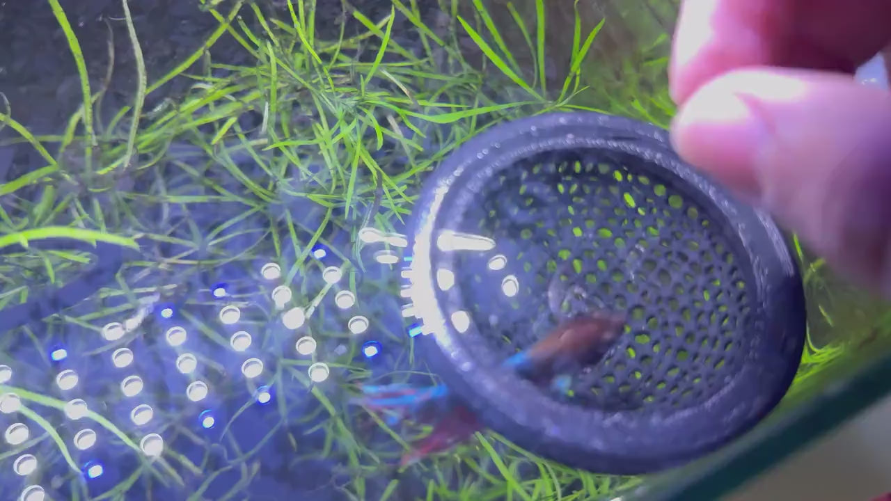 Floating Dome For Betta Fish Aquarium